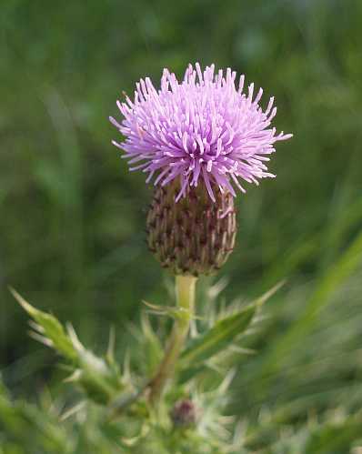  find a Scottish connection today as an excuse to post a thistle picture.