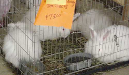 Black And White Rabbits For Sale. so didn#39;t see the sheep
