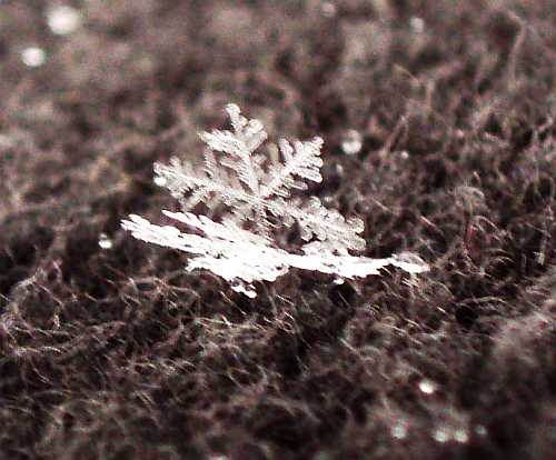snowflakes-on-coat.jpg